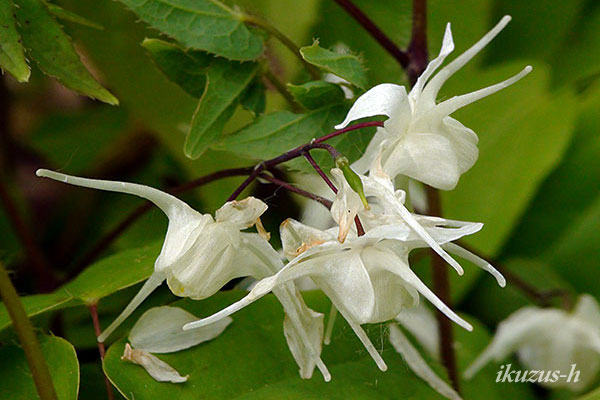 kibanaikarisou_siro_2