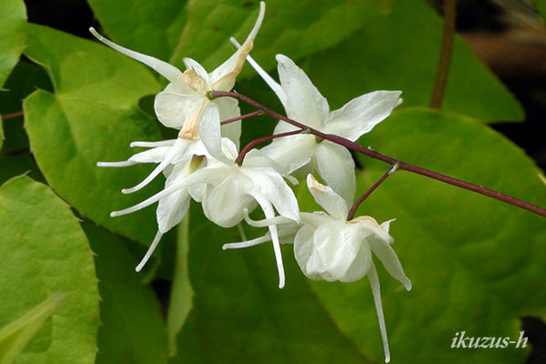 kibanaikarisou_siro_3