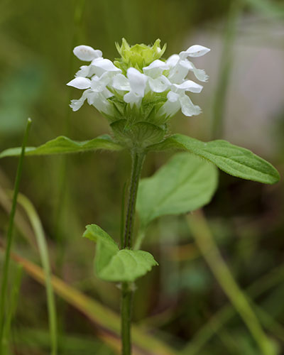 白花のウツボグサ1
