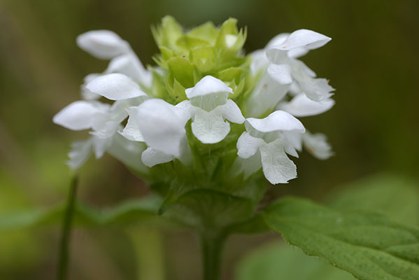 白花のウツボグサ3