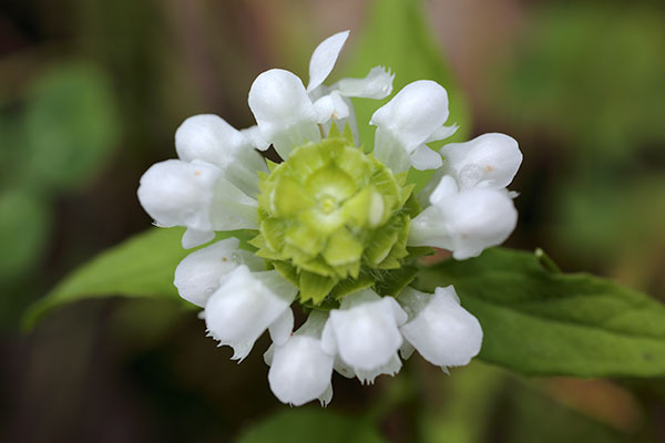 白花のウツボグサ4