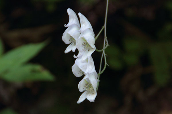 エゾトリカブトの白花-5