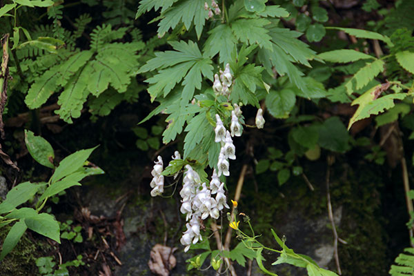エゾトリカブト白花タイプ-9