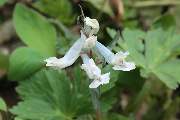 白花エゾエンゴサク