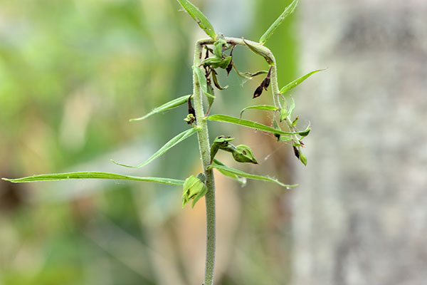 エゾスズラン蕾-6