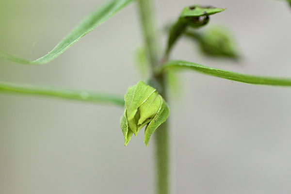 エゾスズラン蕾-7