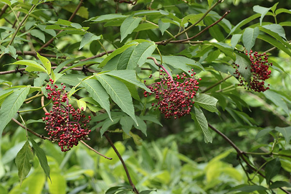 エゾニワトコの果実-1