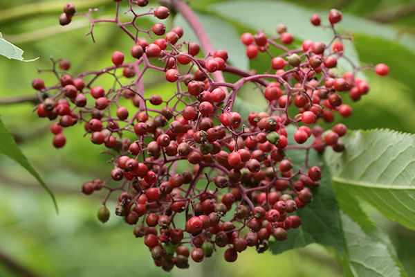 エゾニワトコの果実-2