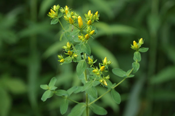 コゴメバオトギリ蕾-1