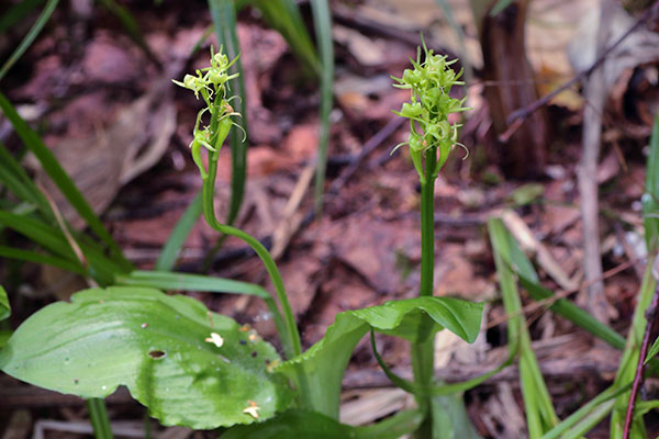 クモキリソウ-16