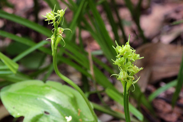 クモキリソウ-17