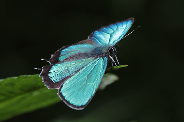 ミドリシジミ-3