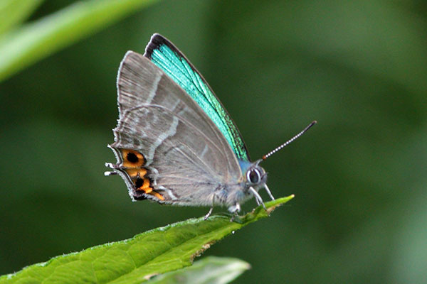 ミドリシジミ-4