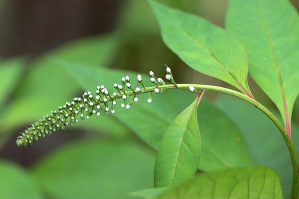 オカトラノオ蕾-3