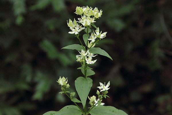 アケボノソウ-31