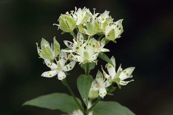 アケボノソウ-32