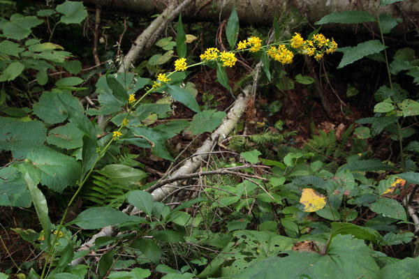 アキノキリンソウ-1