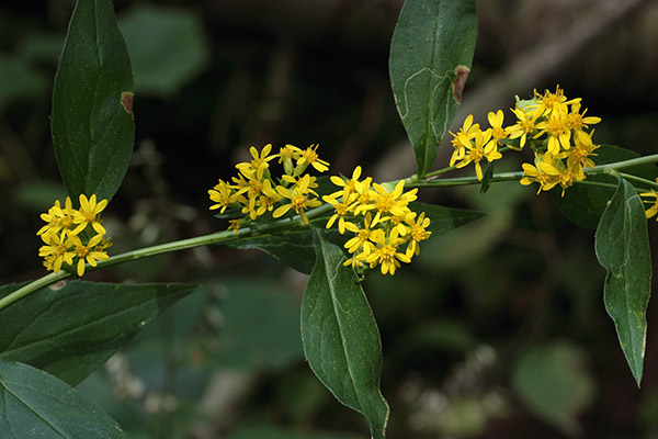 アキノキリンソウ-2