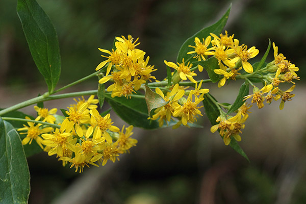 アキノキリンソウ-3