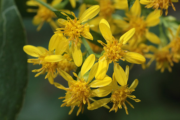 アキノキリンソウ-4