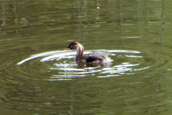 カイツブリ幼鳥-1