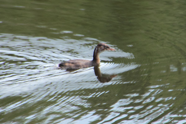 カイツブリ幼鳥-2