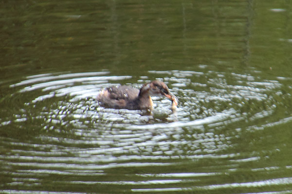 カイツブリ幼鳥-3