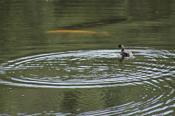 カイツブリ幼鳥-4