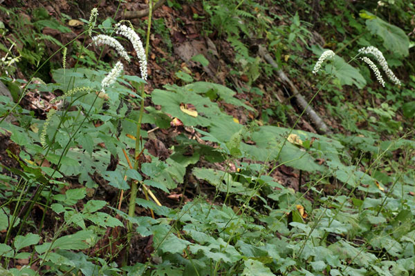 サラシナショウマ-8