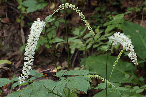 サラシナショウマ-9