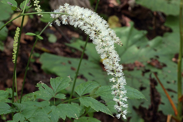 サラシナショウマ-10