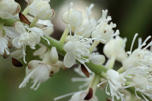 サラシナショウマ-12