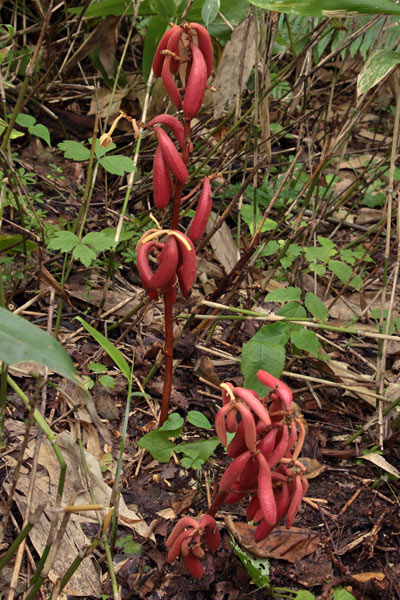 ツチアケビ果実-5