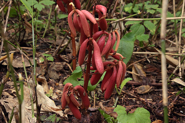 ツチアケビ果実-6