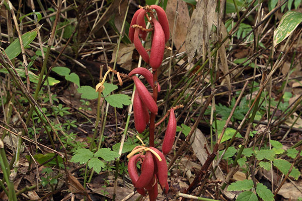 ツチアケビ果実-7