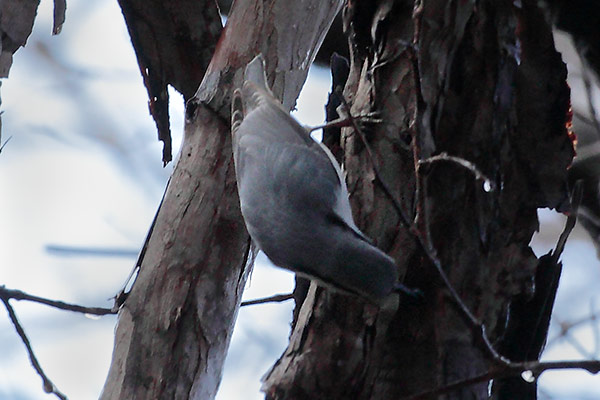ゴジュウカラ-7