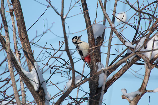 アカゲラの元サイズ