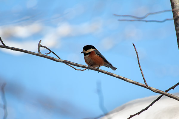 ヤマガラの元サイズ