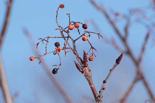 ナナカマドの冬芽と果実