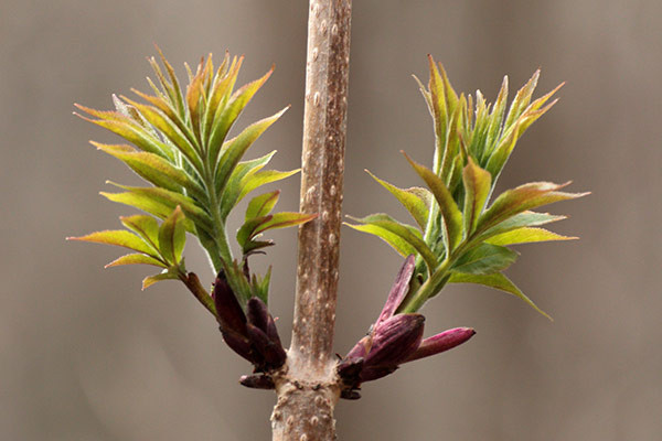 エゾニワトコ芽吹き-2