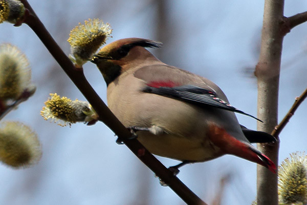 ヒレンジャク-12