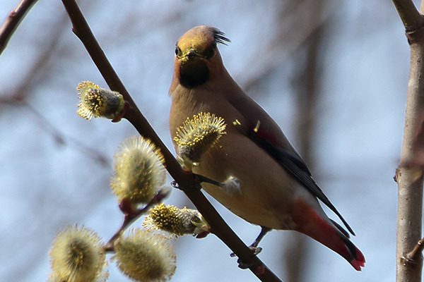 ヒレンジャク-13