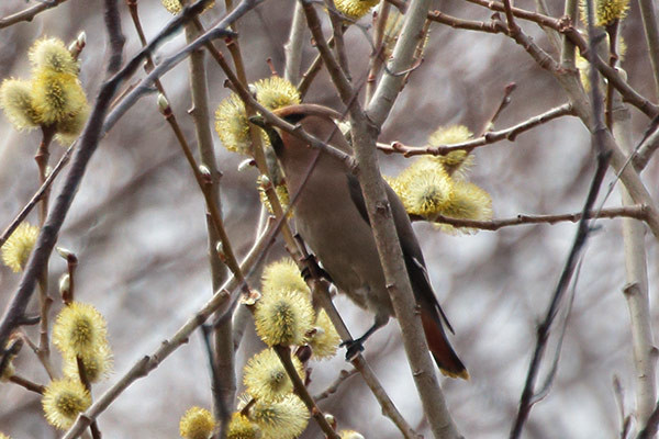 キレンジャク-14