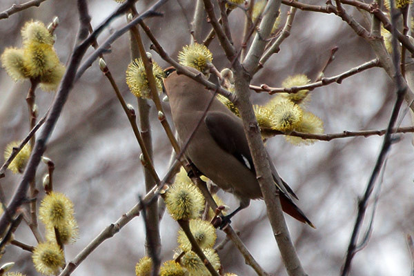 キレンジャク-15