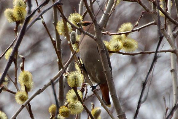 キレンジャク-16