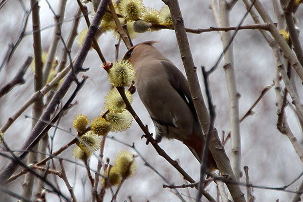 キレンジャク-17