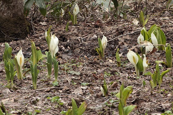 ミズバショウ-10