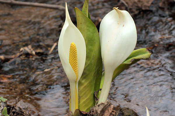 ミズバショウ-12