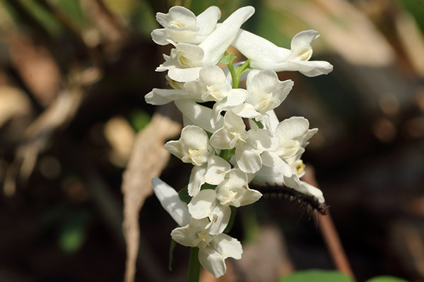 白花のエゾエンゴサク-27