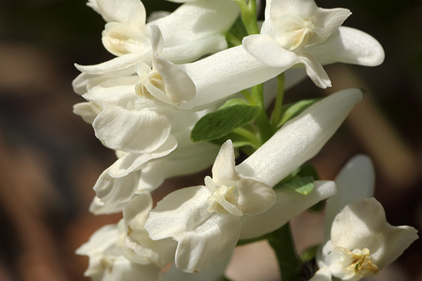 白花のエゾエンゴサク-28